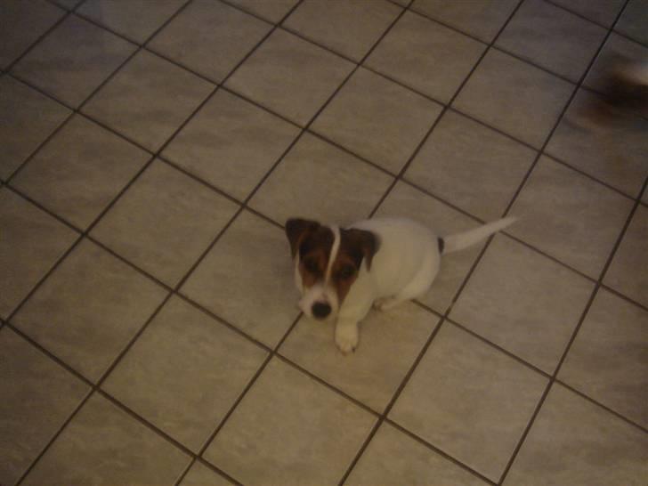Jack russell terrier Ronaldo billede 8