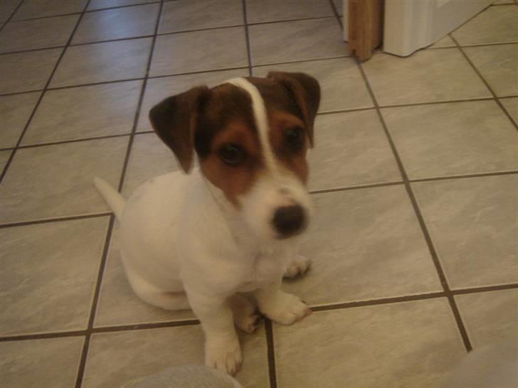 Jack russell terrier Ronaldo billede 9