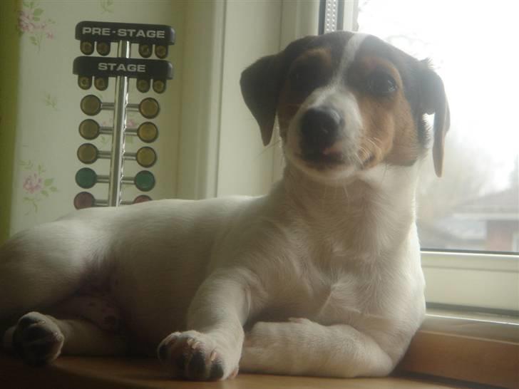 Jack russell terrier Ronaldo - Lige vågne billede 10