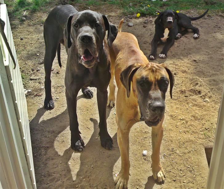 Grand danois Tyson <3  - Tyson med hans ´´brødre´´ billede 15