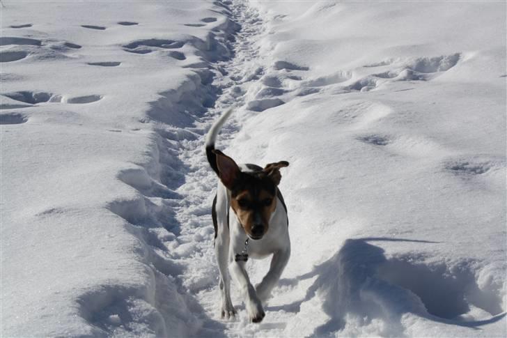 Dansk svensk gaardhund Jack billede 1