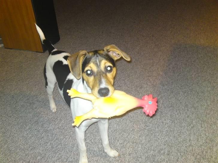 Dansk svensk gaardhund Jack billede 2