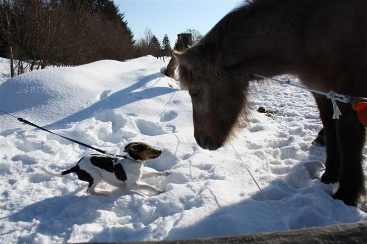 Dansk svensk gaardhund Jack billede 3