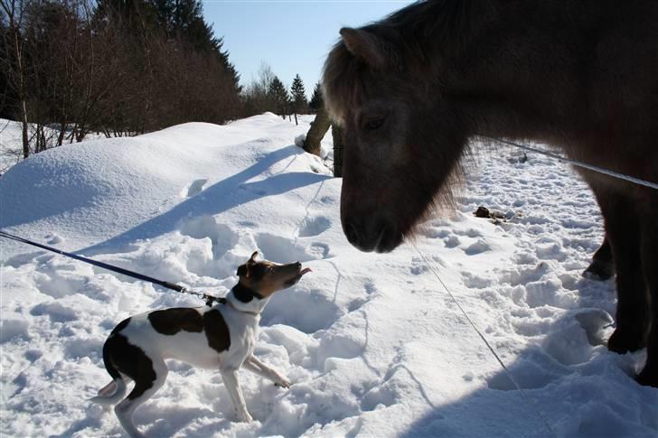 Dansk svensk gaardhund Jack billede 4