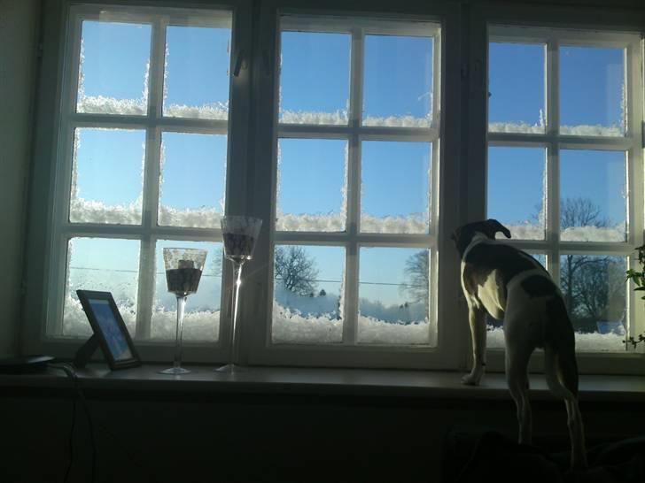 Dansk svensk gaardhund Jack billede 5