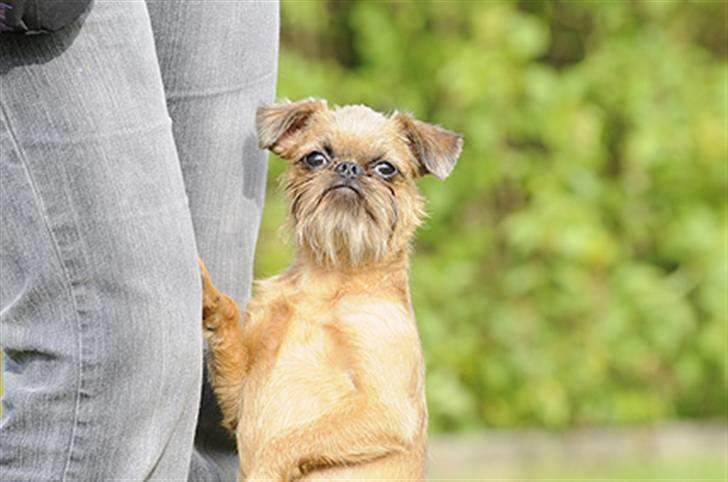 Griffon bruxellois Belle DKCH - Belle sommer 2010 - Foto: Betina Nielsen, StarPhoto.dk billede 11