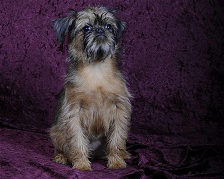 Griffon bruxellois Belle DKCH - Belle 20. marts 2010 - Foto: Betina Nielsen, StarPhoto.dk billede 12