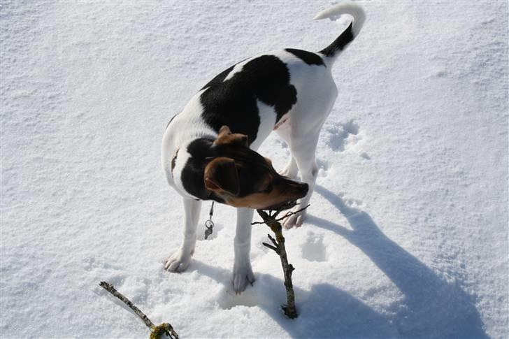 Dansk svensk gaardhund Jack billede 6
