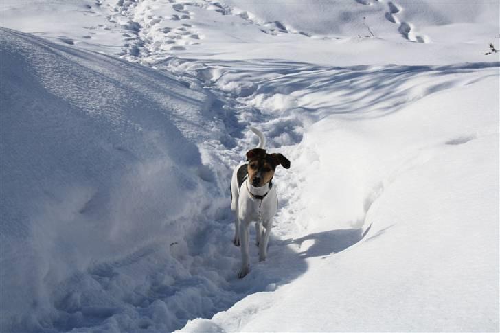 Dansk svensk gaardhund Jack billede 7