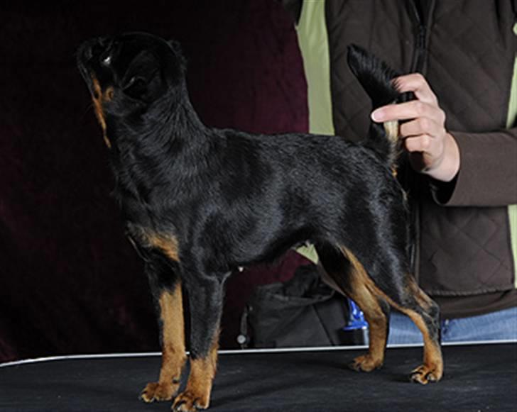Griffon petit brabancon Goldene Horde Coco - Coco 20. marts 2010. Foto: Betina Nielsen, StarPhoto.dk billede 14