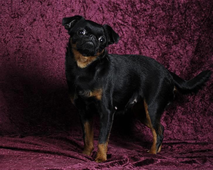Griffon petit brabancon Goldene Horde Coco - Coco 20. marts 2010. Foto: Betina Nielsen, StarPhoto.dk billede 15