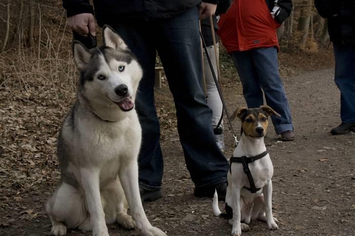 Dansk svensk gaardhund Jack billede 8