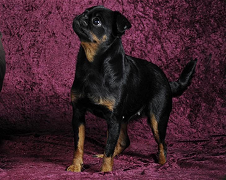 Griffon petit brabancon Goldene Horde Coco - Coco 20. marts 2010. Foto: Betina Nielsen, StarPhoto.dk billede 16