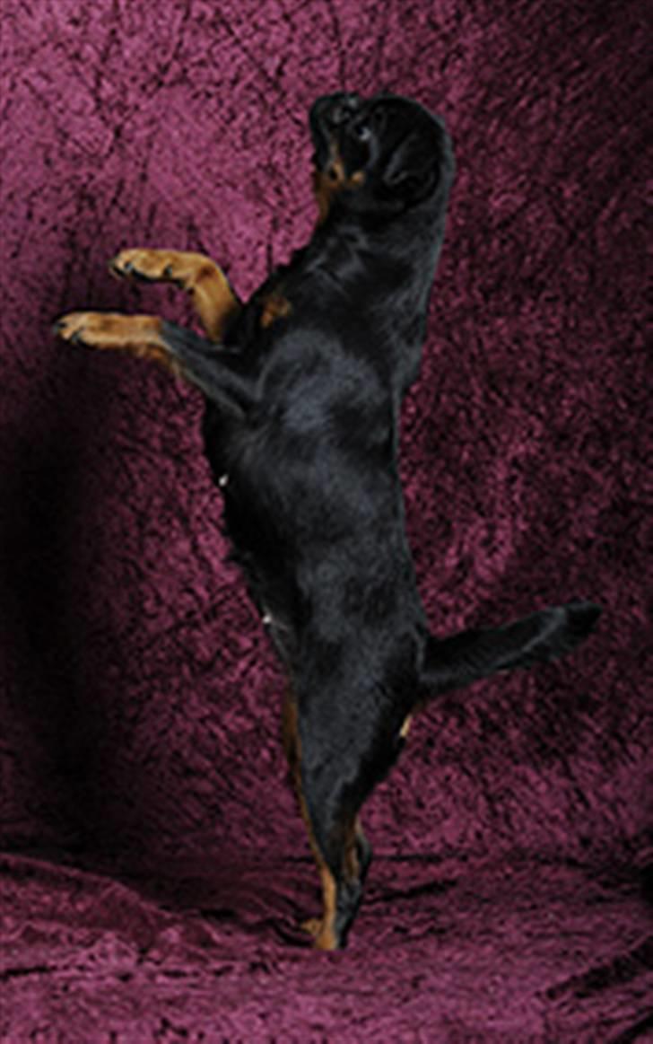 Griffon petit brabancon Goldene Horde Coco - Coco 20. marts 2010. Foto: Betina Nielsen, StarPhoto.dk billede 17