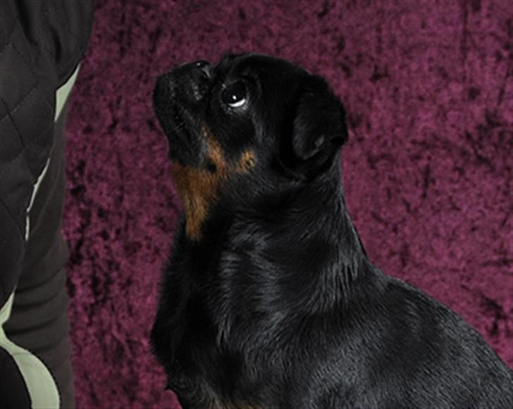 Griffon petit brabancon Goldene Horde Coco - Coco 20. marts 2010. Foto: Betina Nielsen, StarPhoto.dk billede 18