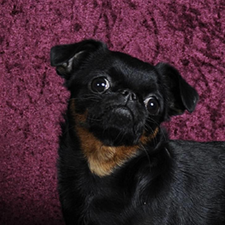 Griffon petit brabancon Goldene Horde Coco - Coco 20. marts 2010. Foto: Betina Nielsen, StarPhoto.dk billede 19