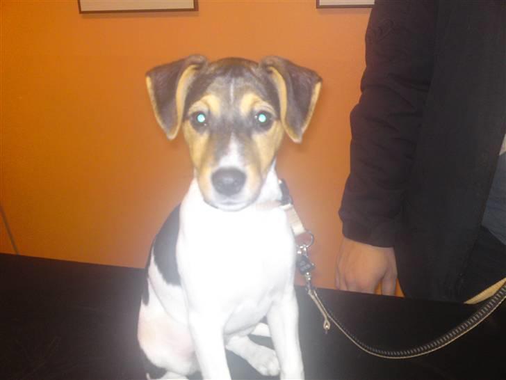 Dansk svensk gaardhund Jack billede 9