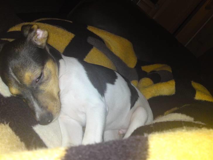 Dansk svensk gaardhund Jack billede 10