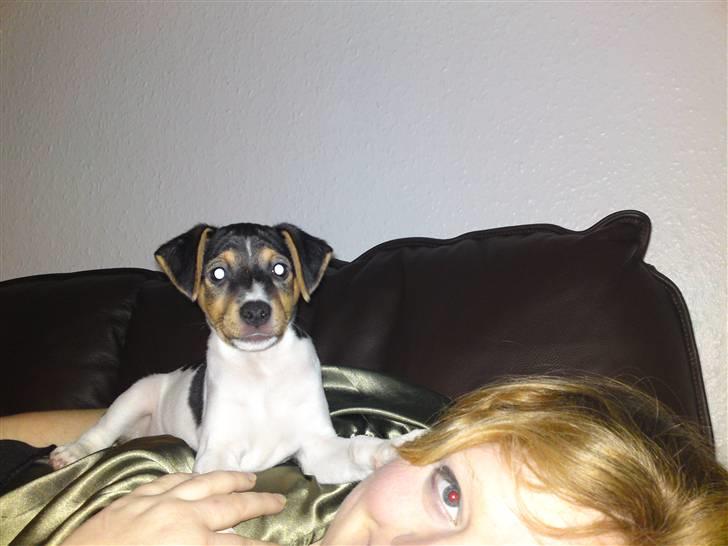 Dansk svensk gaardhund Jack billede 11