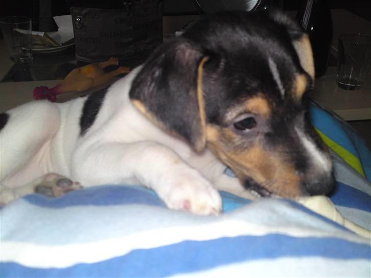 Dansk svensk gaardhund Jack billede 12