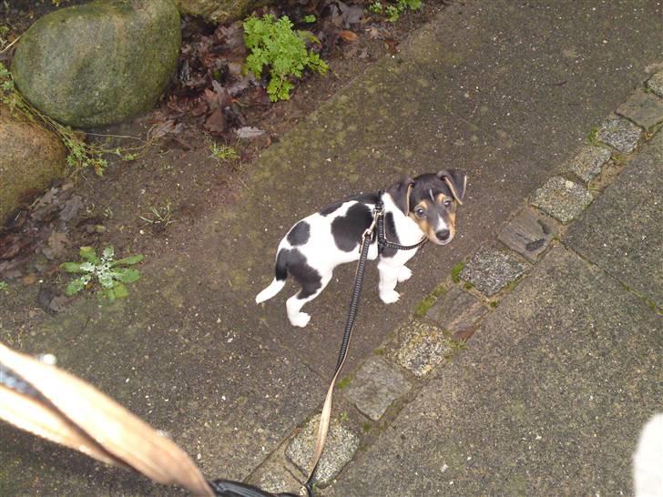 Dansk svensk gaardhund Jack billede 13