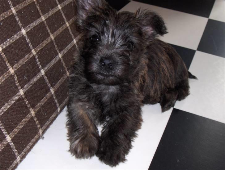 Cairn terrier Maya billede 14