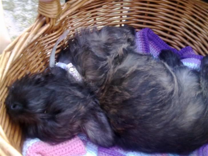 Cairn terrier Maya - får sig en lille "morfar" billede 15