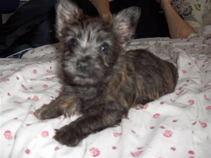 Cairn terrier Maya billede 16