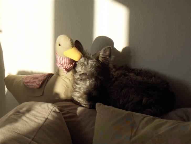 Cairn terrier Maya - hun elsker at putte på ryglæget på sofaen. billede 17