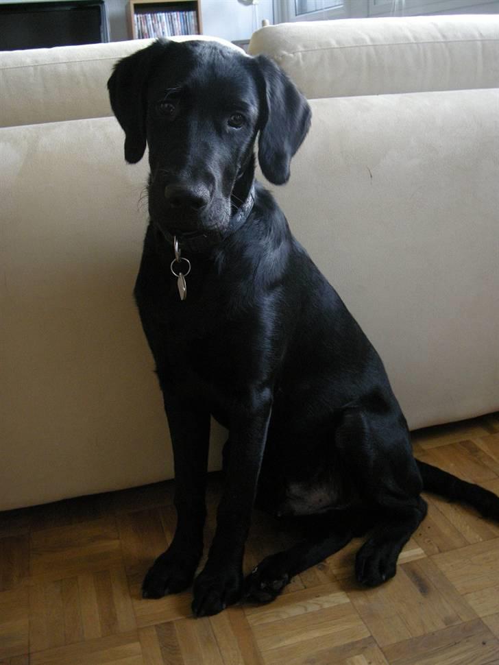 Labrador retriever laban billede 9