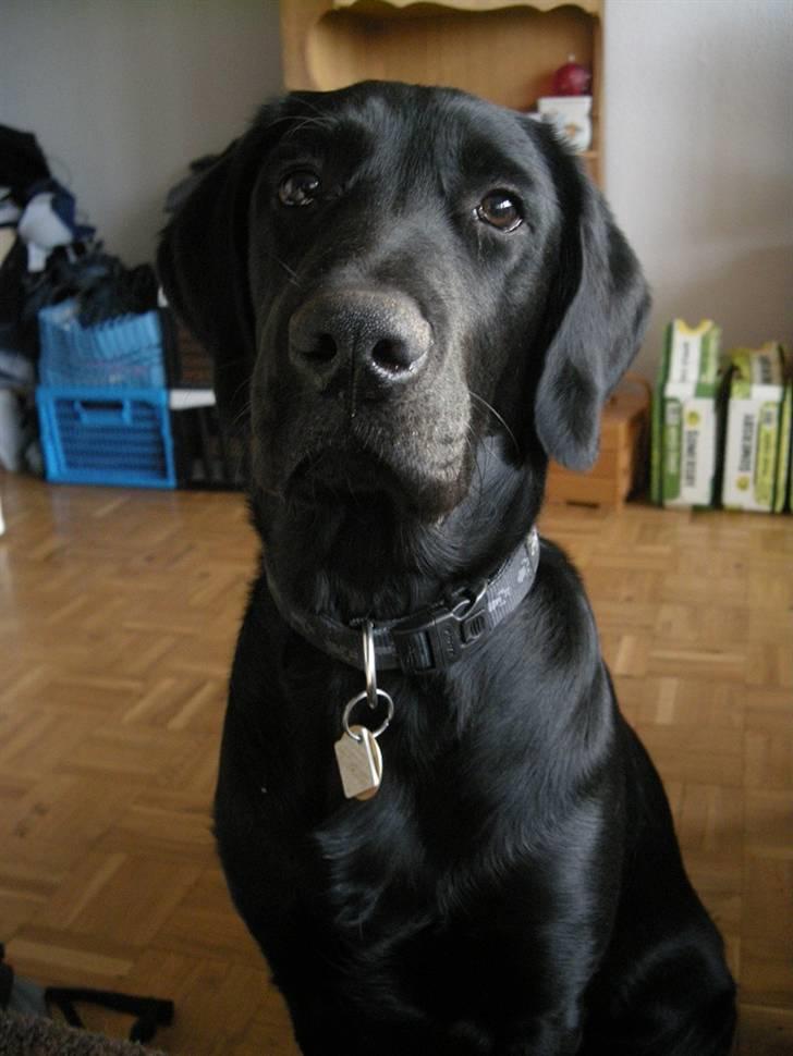 Labrador retriever laban billede 10