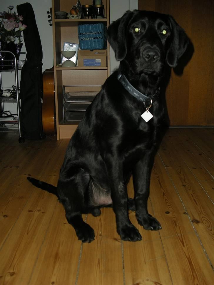 Labrador retriever laban billede 11