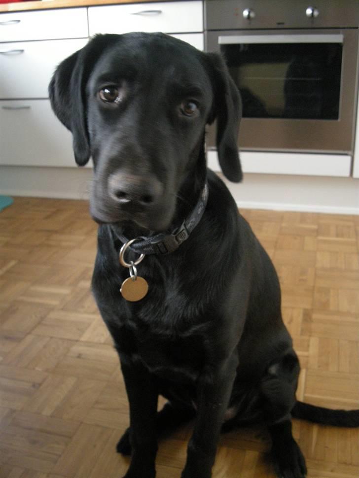 Labrador retriever laban billede 12