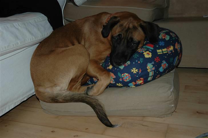 Blanding af racer Akila - Hvor der er vilje er der vej. Jeg var væk i 2 sek. Da jeg kom tilbage havde hun taget min plads... billede 6