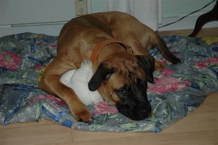 Blanding af racer Akila - MIN bamse!!! billede 7