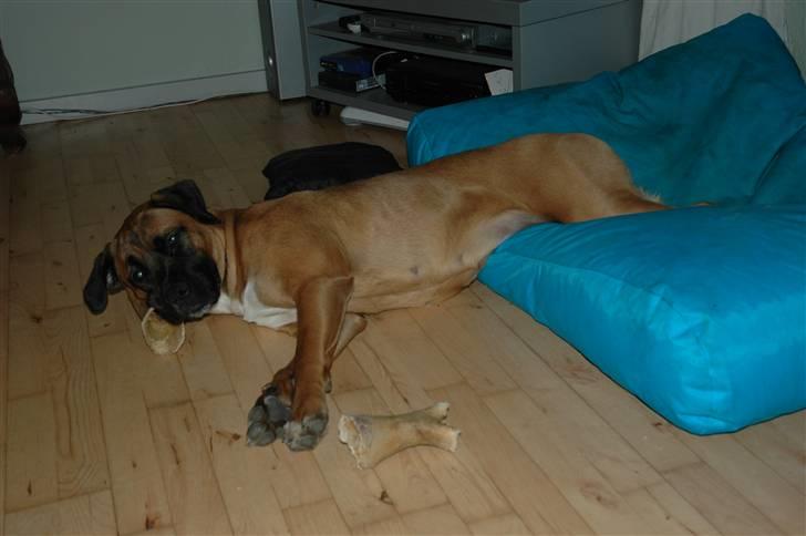 Blanding af racer Akila - Elegant har jeg aldrig sagt at min hund er. Og et kødben som hovedpude. Hmmm! billede 8