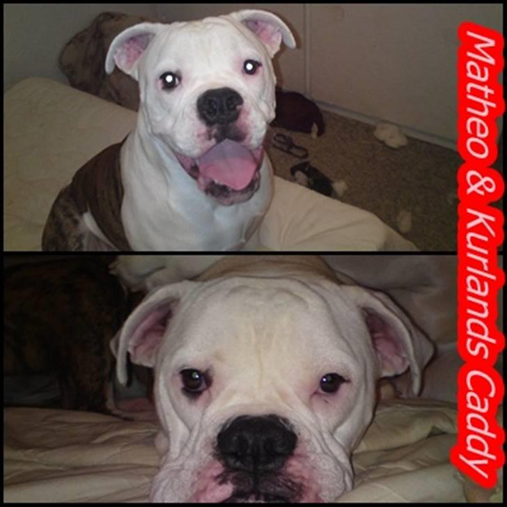 Amerikansk bulldog Caddy billede 11