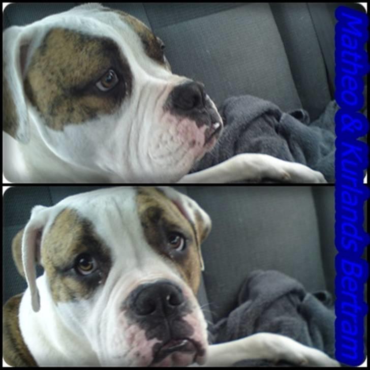 Amerikansk bulldog Bertram billede 12