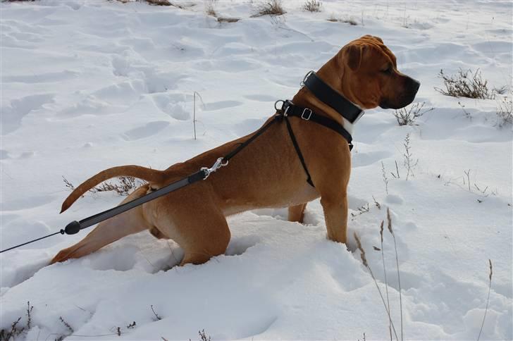 Amerikansk staffordshire terrier Aslan billede 1