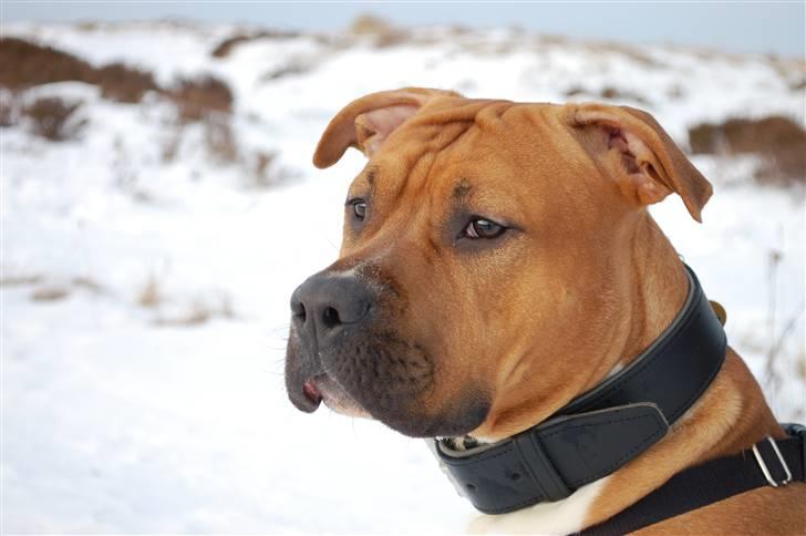 Amerikansk staffordshire terrier Aslan billede 2