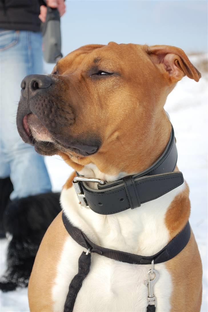 Amerikansk staffordshire terrier Aslan billede 3