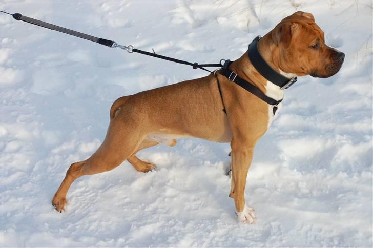 Amerikansk staffordshire terrier Aslan billede 4