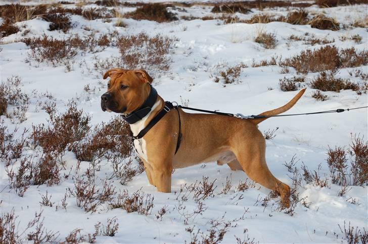 Amerikansk staffordshire terrier Aslan billede 5