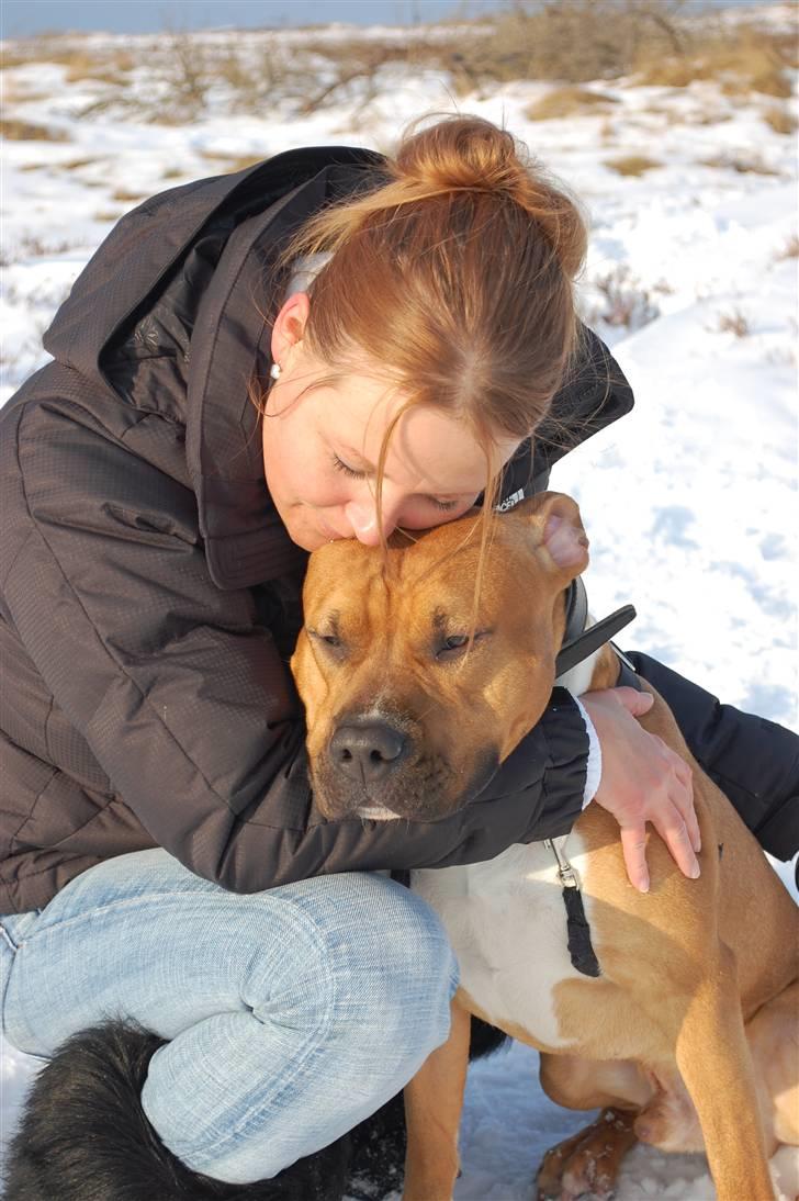 Amerikansk staffordshire terrier Aslan billede 6