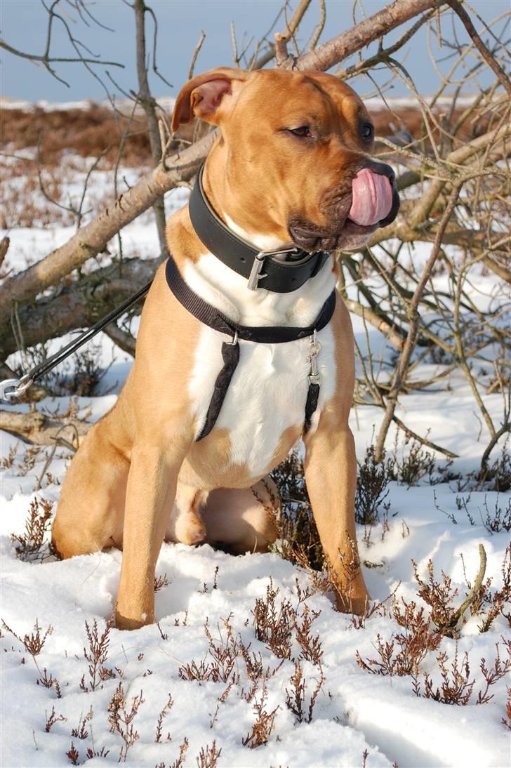 Amerikansk staffordshire terrier Aslan billede 7