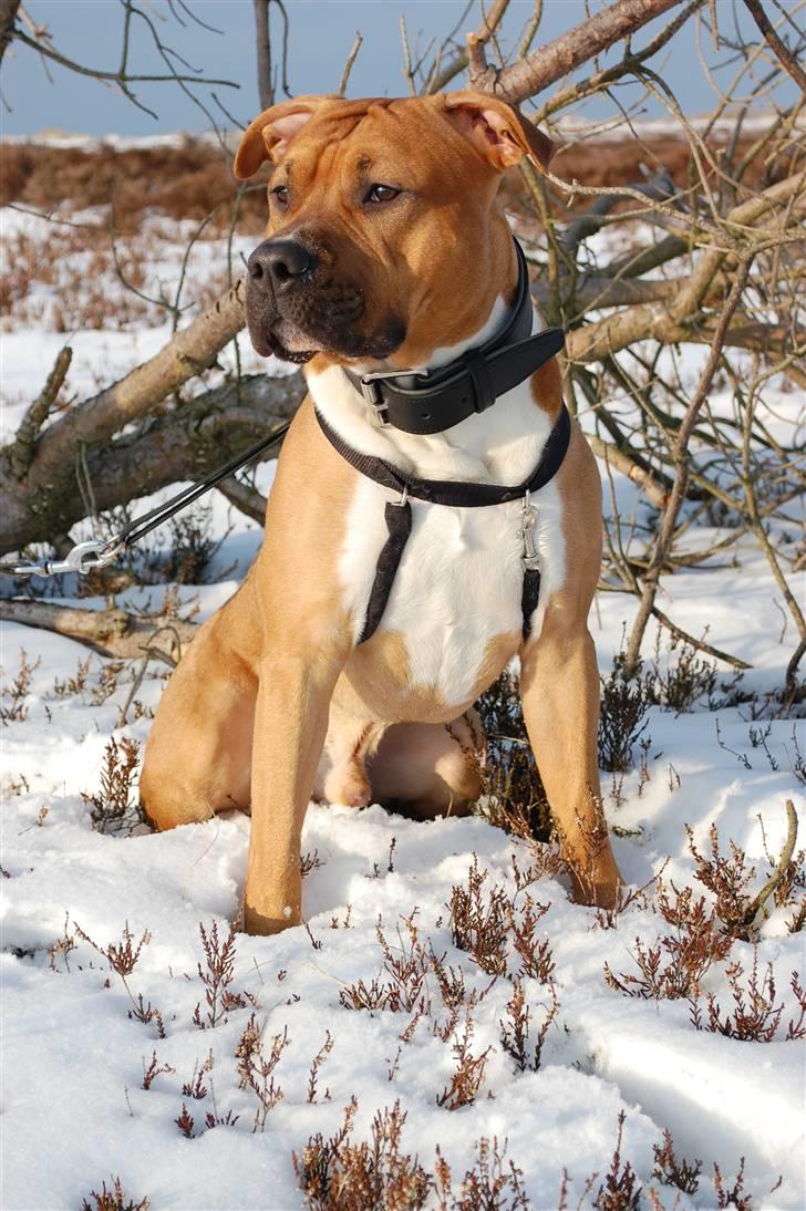 Amerikansk staffordshire terrier Aslan billede 8