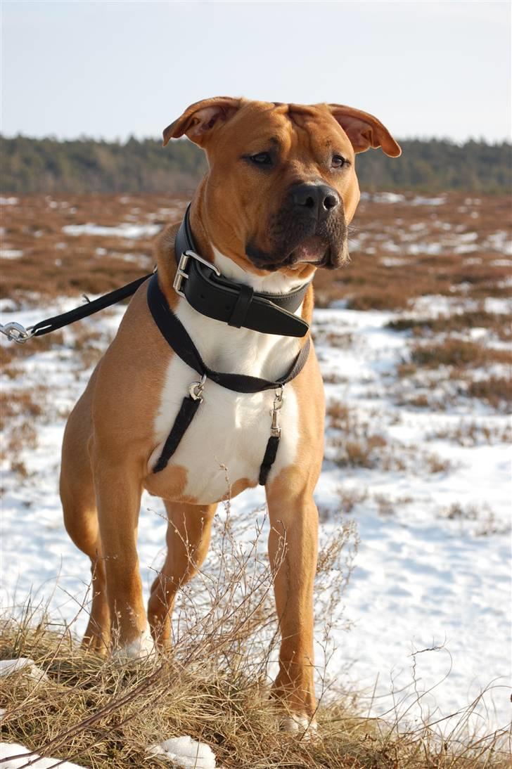 Amerikansk staffordshire terrier Aslan billede 9