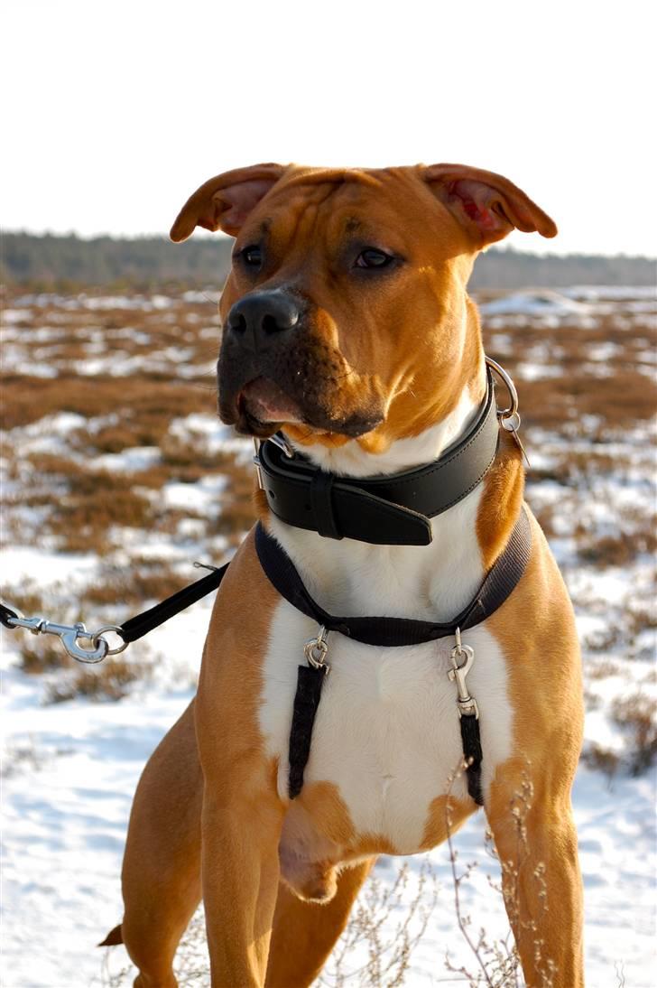 Amerikansk staffordshire terrier Aslan billede 10