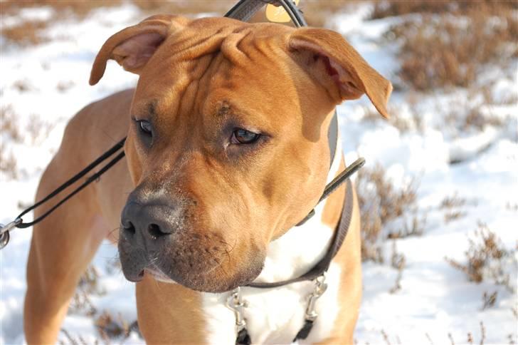 Amerikansk staffordshire terrier Aslan billede 12