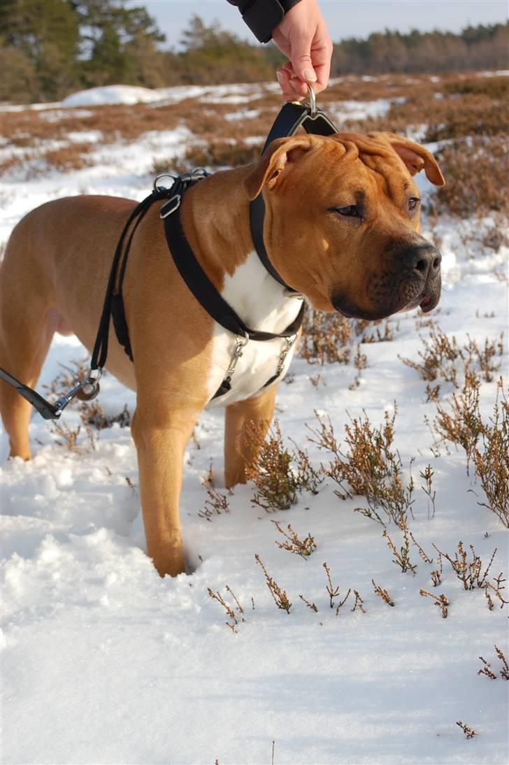 Amerikansk staffordshire terrier Aslan billede 13